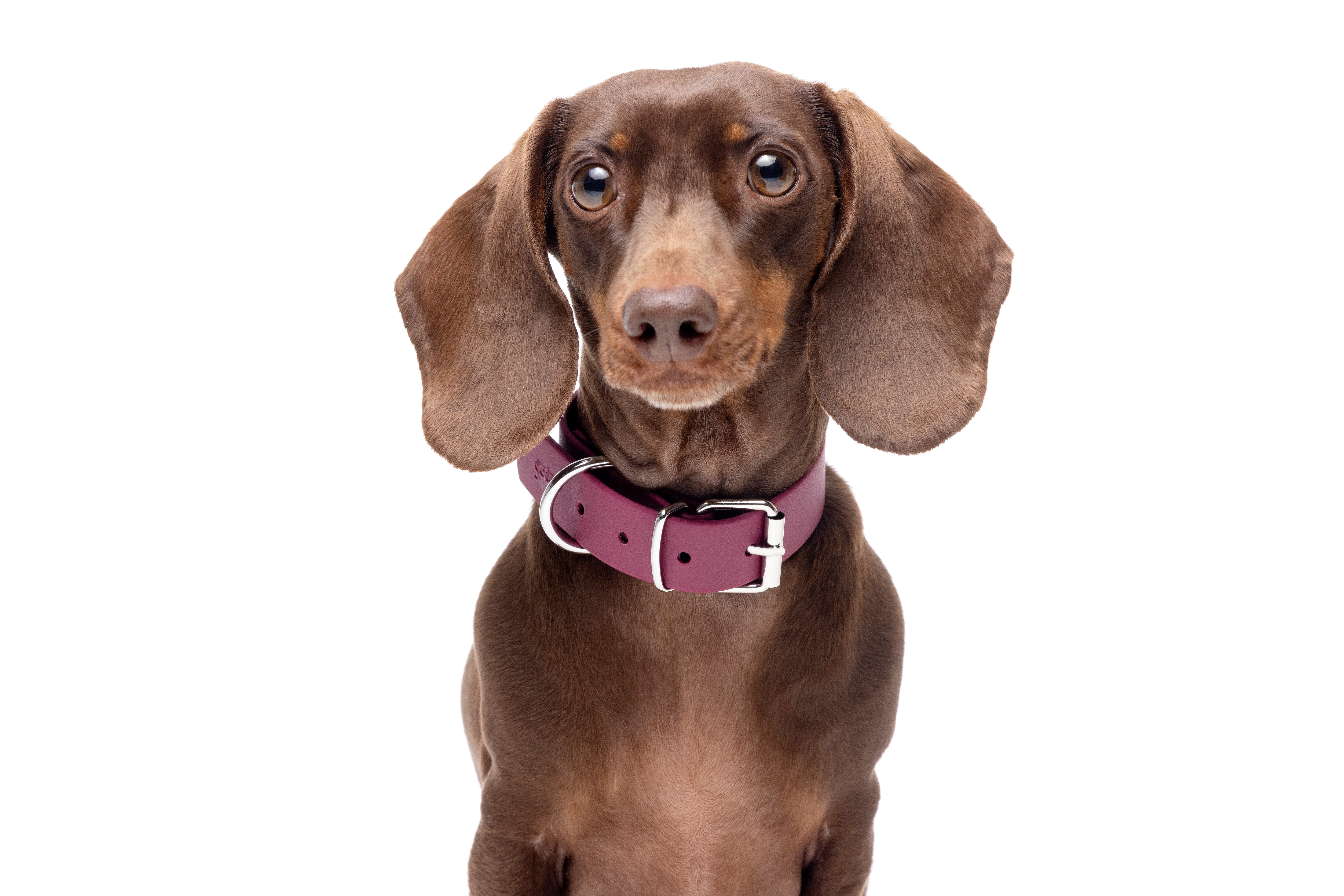 Gotoo - Collier Premium Biotane Bordeaux pour Chien - S Image num&eacute;ro 2