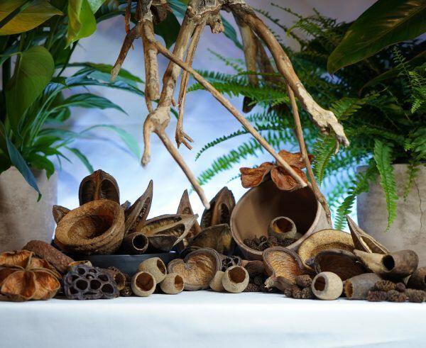 Eublepharis - Gousses Naturelles Bio-Active Tropical Kit - x40 Image num&eacute;ro 4