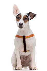 Gotoo - Harnais Essentials en Nylon Premium Orange pour Chien