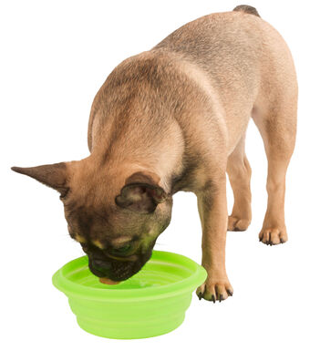 Kerbl - Écuelle de Voyage Pliable pour Chiens - 1L