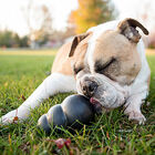 KONG - Jouet Extreme pour Chien - M image number null