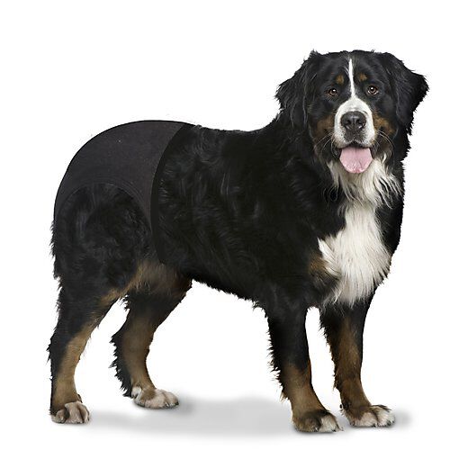 Duvoplus - Culotte Hygi&eacute;nique Noir pour Chien - XXL Image num&eacute;ro 2