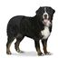 Duvoplus - Culotte Hygi&eacute;nique Noir pour Chien - XXL Indicateur image num&eacute;ro 2