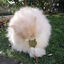 Croci - Jouet Baguette Catnip Euphoria Cat Face - 14cm Indicateur image numéro 4