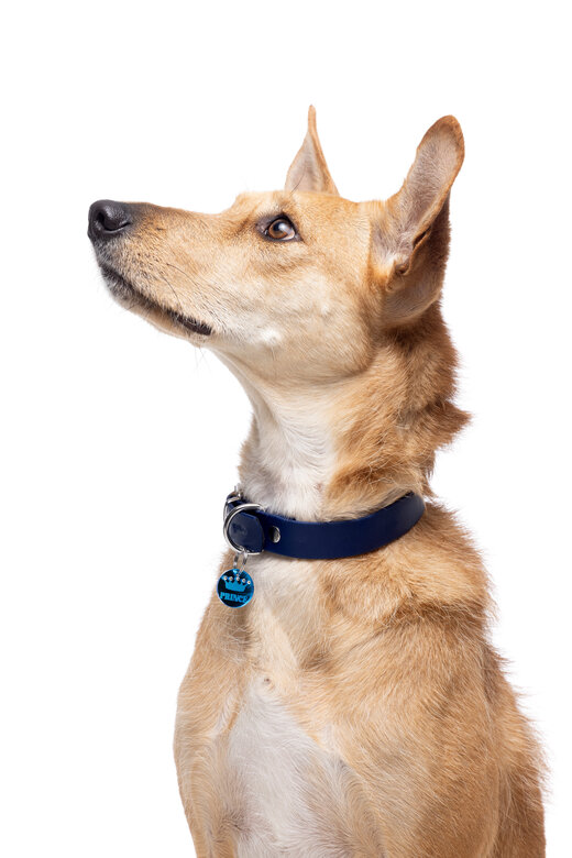 Gotoo - Charm Princesse Bleu pour Chien - S Image numéro 4 Gotoo - Charm Princesse Bleu pour Chien - S Image numéro 4