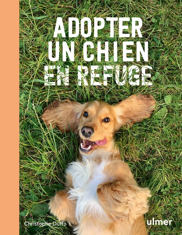 Adopter un chien en refuge Image numéro 1 Adopter un chien en refuge Image numéro 1