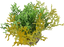 Labeo - Corail coloré - Plante Artificielle Aquarium Indicateur image numéro 2