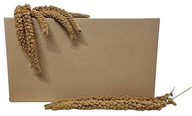 Octave Bauchant - Millet Jaune en Grappes Carton