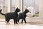 Sure PetCare - Chatière SureFlap à puce Électronique Connect pour Chat - Blanc Indicateur image numéro 4
