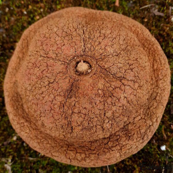 Eublepharis - Cachette Bilbo pour Reptiles - 20cm Image num&eacute;ro 3