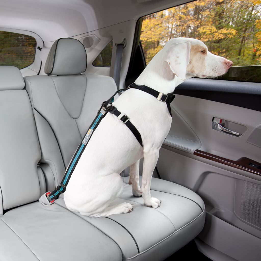 Kurgo - Attache S&eacute;curit&eacute; Direct Seat-belt Voiture pour Chien - Bleu Image num&eacute;ro 4