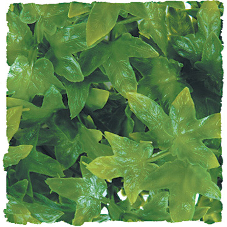 Zoomed - Plante Congo Ivy pour Terrarium Image numéro 2 Zoomed - Plante Congo Ivy pour Terrarium Image numéro 2