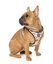 FuzzYard - Harnais Go Nuts pour Chien - S Indicateur image numéro 3