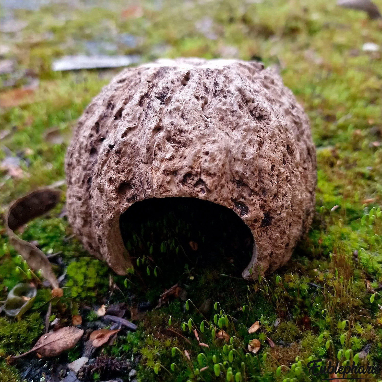 Eublepharis - Cachette Kabuto pour Reptiles - 12cm Image num&eacute;ro 4