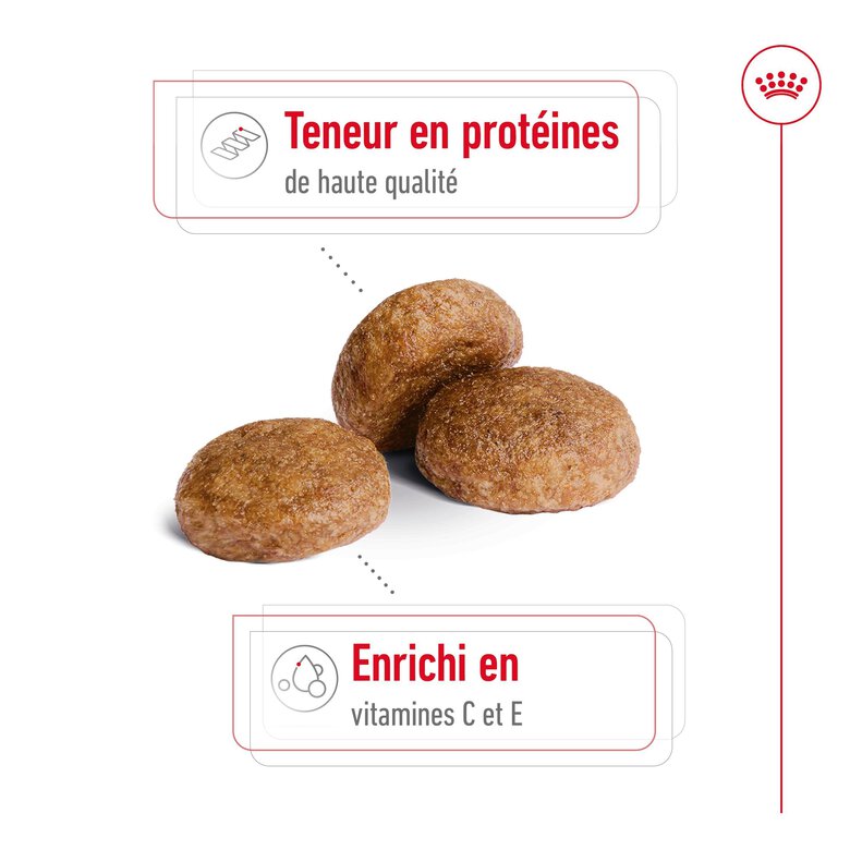 Royal Canin - Croquettes Medium Adulte 7+ pour Chien - 15Kg Image numéro 4 Royal Canin - Croquettes Medium Adulte 7+ pour Chien - 15Kg Image numéro 4