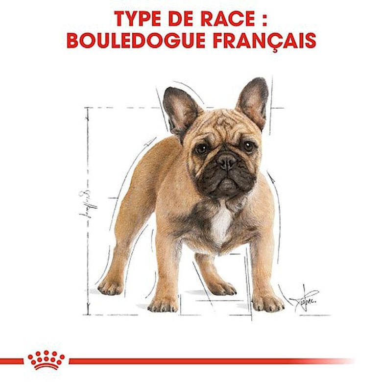 Royal Canin - Croquettes Bouledogue Français Adulte pour Chien - 9Kg image number null
