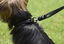 Goleygo - Laisse Plate Réglable Noir pour Chien - S Indicateur image numéro 7