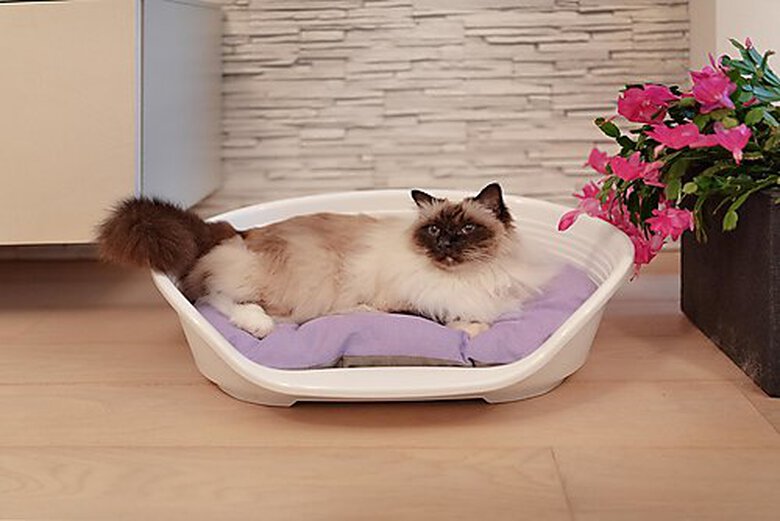 Ferplast - Corbeille Siesta Deluxe 4 Bleu pour Chiens Image numéro 8 Ferplast - Corbeille Siesta Deluxe 4 Bleu pour Chiens Image numéro 8