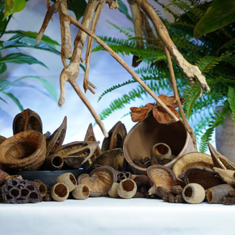 Eublepharis - Gousses Naturelles Bio-Active Tropical Kit - x40 Image numéro 10 Eublepharis - Gousses Naturelles Bio-Active Tropical Kit - x40 Image numéro 10