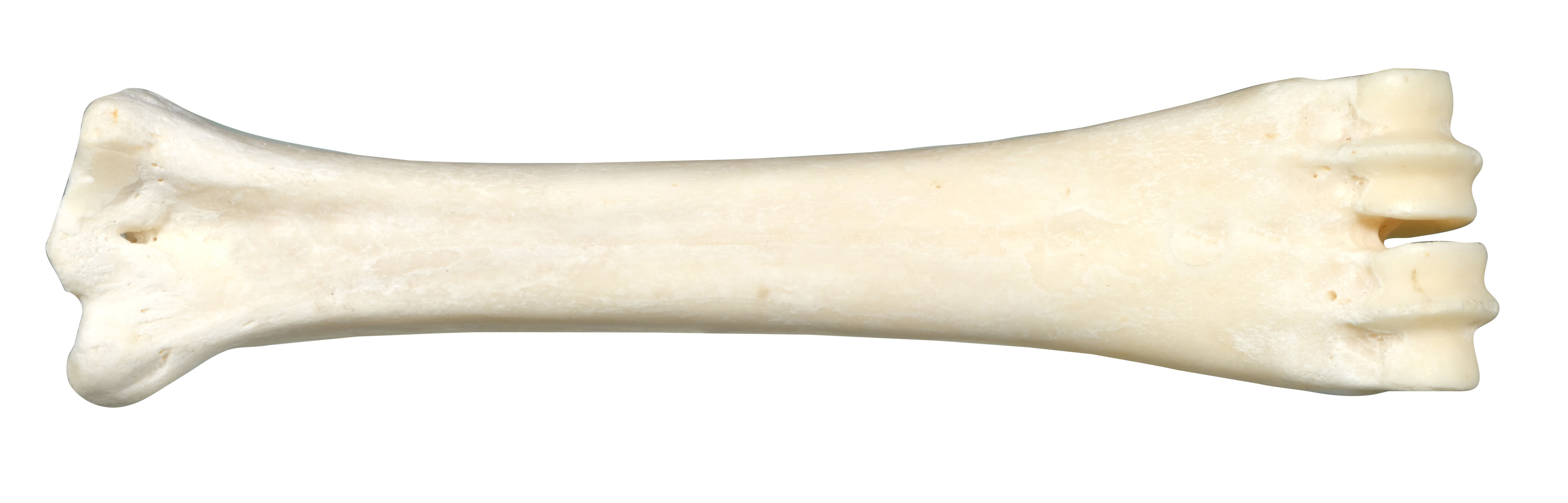 Bubimex - Friandise Os au Calcium B&oelig;uf pour Chiens - 160g Image num&eacute;ro 1