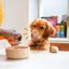 Edgard & Cooper - Boîte au Poulet et Dinde pour Chien - 400g Indicateur image numéro 3