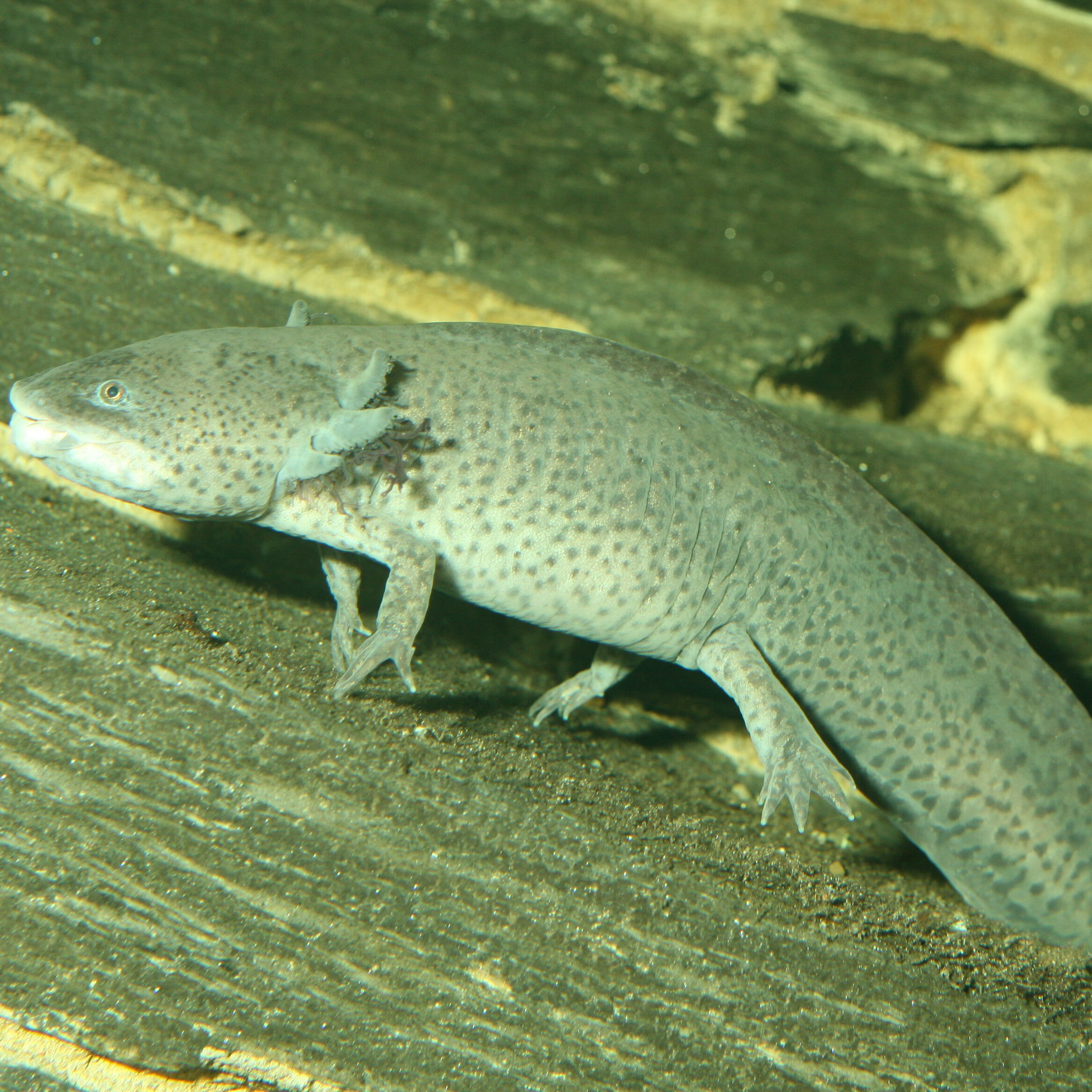 JBL - Aliment en Granul&eacute;s Pronovo LOTL GRANO M pour Poissons Tropicaux - 250ml Image num&eacute;ro 5