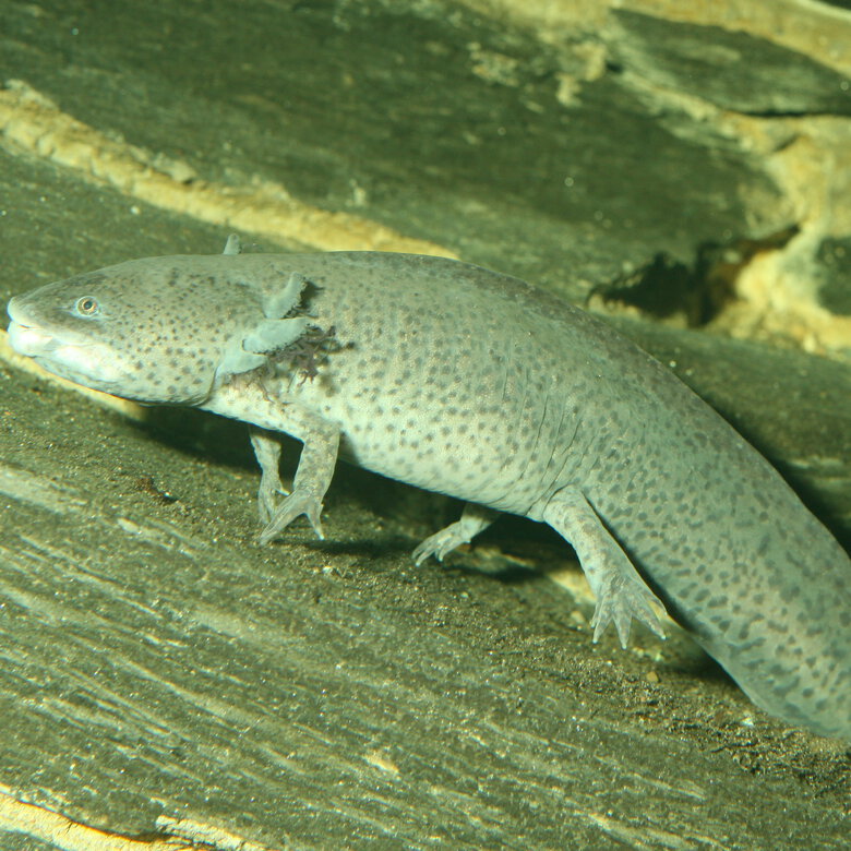 JBL - Aliment en Granulés Pronovo LOTL GRANO M pour Poissons Tropicaux - 250ml Image numéro 5 JBL - Aliment en Granulés Pronovo LOTL GRANO M pour Poissons Tropicaux - 250ml Image numéro 5