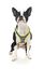 FuzzYard - Harnais Coachella pour Chien - L Indicateur image numéro 2