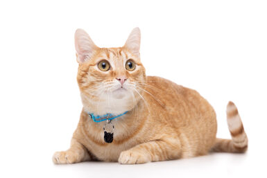 Gotoo - Collier en Nylon Premium Bleu pour Chat