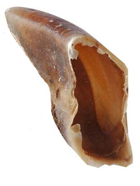 Wouapy - Friandises Sabot de Veau pour Chien - 10cm Image num&eacute;ro 1