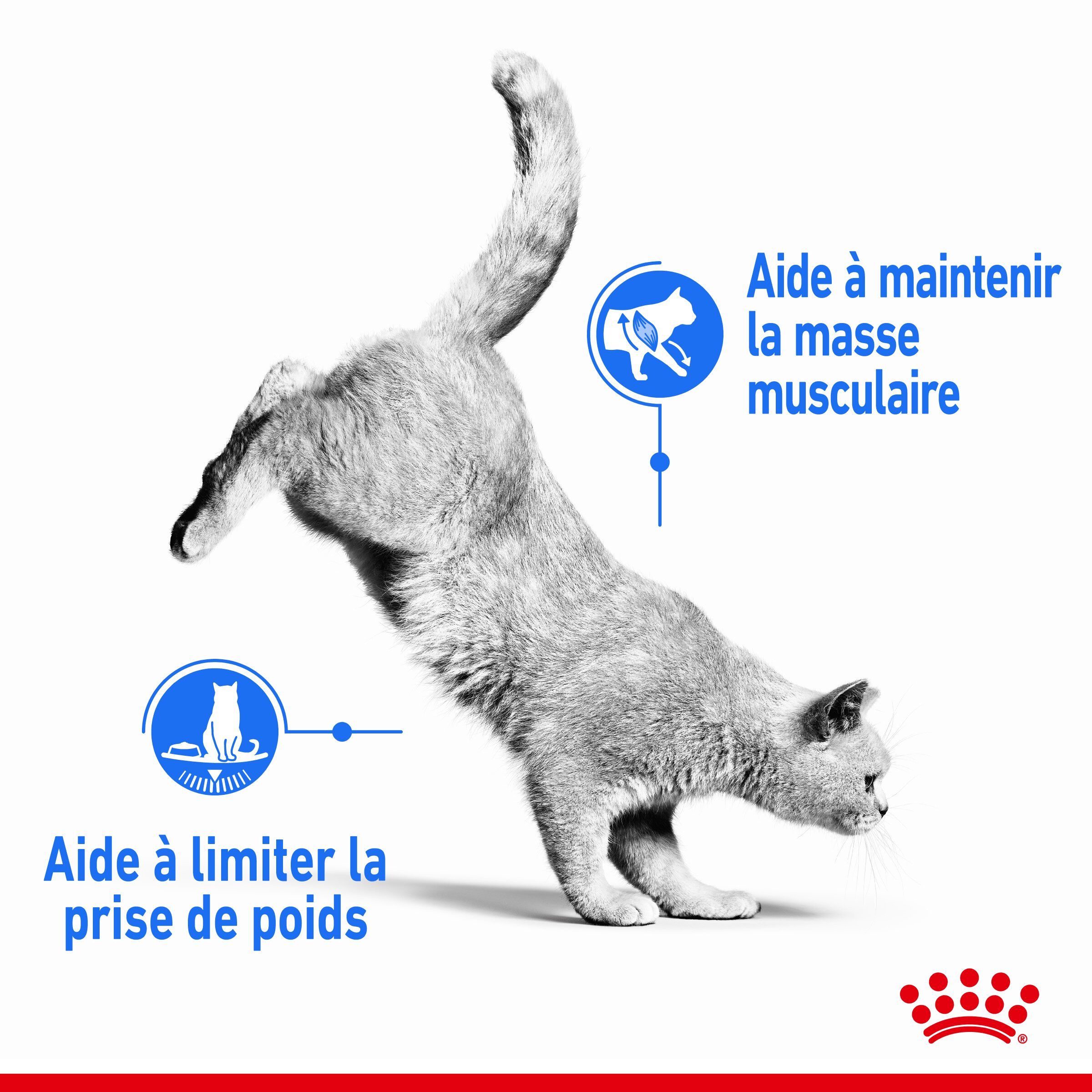 Royal Canin - Sachet Ultra Light en Sauce pour Chat - 12x85g Image num&eacute;ro 3