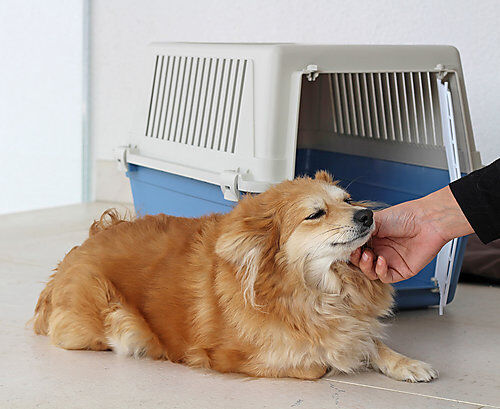 Ferplast - Panier de Transport Atlas 30 EL - Bleu Image num&eacute;ro 2