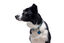 Gotoo - Collier Mesh Turquoise pour Chien - S Indicateur image numéro 4