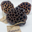 Eublepharis - Gousse Lotus XL pour Reptiles - 10cm Indicateur image numéro 2