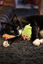 Rosewood - Jouet Avocat et Croissant de Noël pour Chat Indicateur image numéro 3