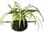 CocoPlant - Filtration Naturelle CocoGarden sans Pompe pour Aquarium Indicateur image numéro 3