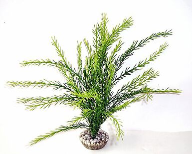 Labeo - Rotala - Plante Artificielle Aquarium
