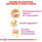 Royal Canin - Croquettes British Shorthair Kitten pour Chatons - 2Kg image number null