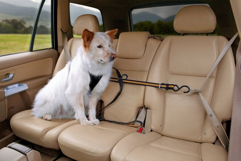 Kurgo - Tyrolienne de Sécurité ZIP LINE pour Chiens Image numéro 6 Kurgo - Tyrolienne de Sécurité ZIP LINE pour Chiens Image numéro 6