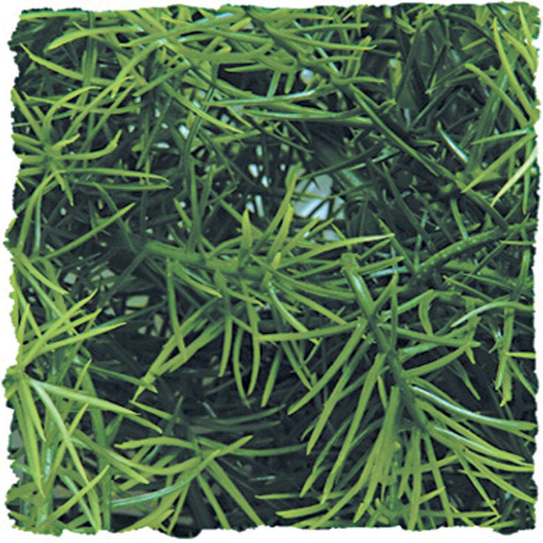 Zoomed - Plante Cashuarina pour Terrarium Image numéro 1 Zoomed - Plante Cashuarina pour Terrarium Image numéro 1