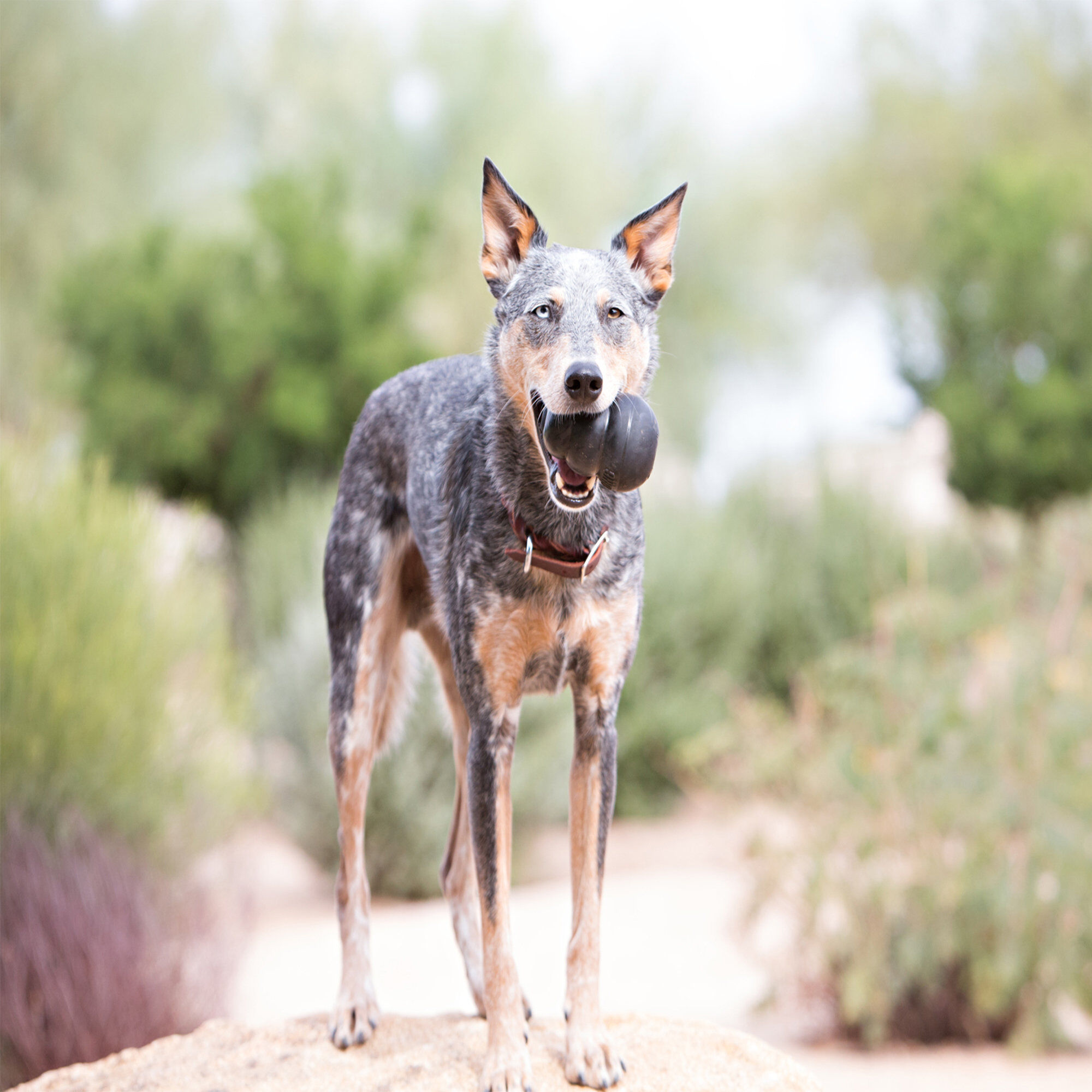 KONG - Jouet Extreme en Caoutchouc Noir - L Image num&eacute;ro 3