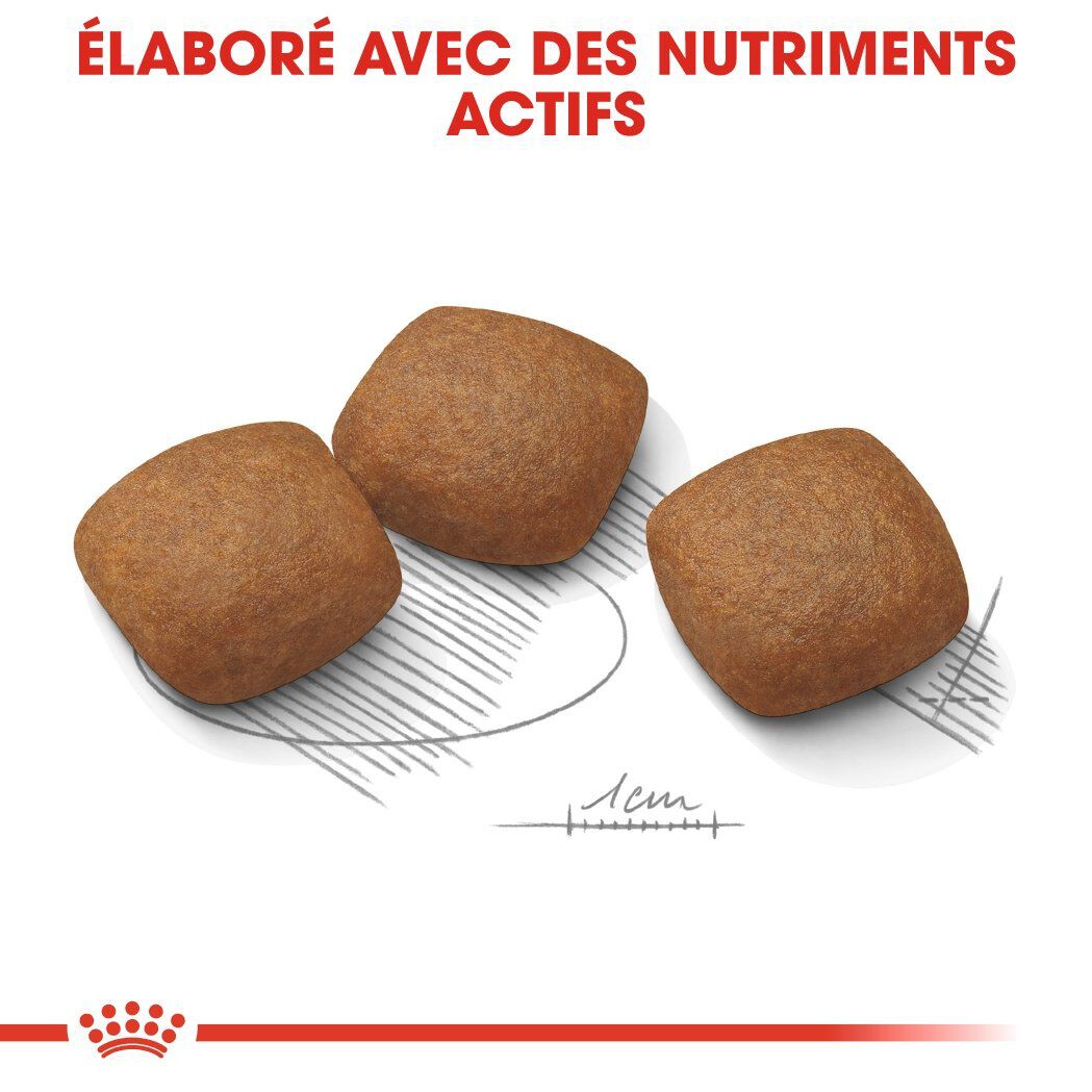 Royal Canin - Croquettes Maxi Joint Care pour Chien - 10Kg Image num&eacute;ro 5