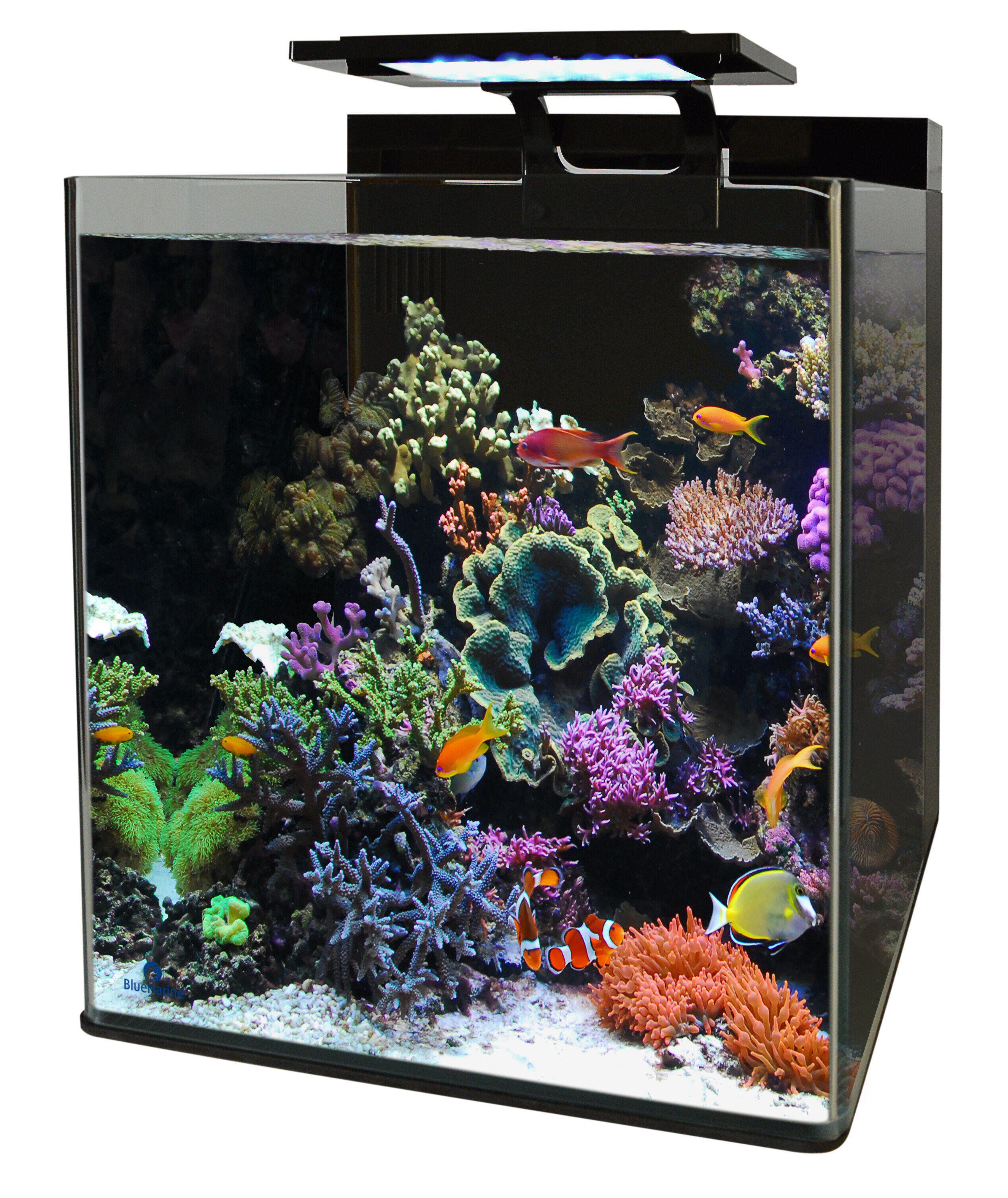 Blue Marine - Nano Aquarium Marin Reef 90 - 50x35x40cm Image num&eacute;ro 1
