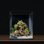 Dennerle - Kit de Décoration Naturelle Box Bonsai Indicateur image numéro 5