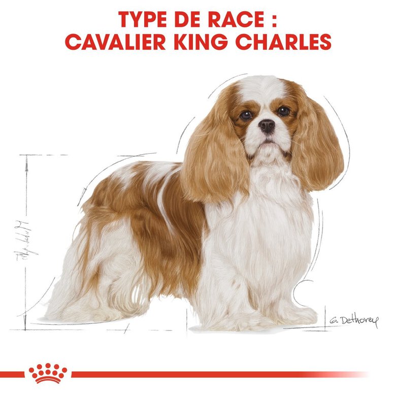 Royal Canin - Croquettes Cavalier King Charles pour Chien Adulte - 7,5Kg Image numéro 3 Royal Canin - Croquettes Cavalier King Charles pour Chien Adulte - 7,5Kg Image numéro 3