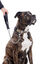 Gotoo - Collier Leopard pour Chien - XS Indicateur image numéro 8