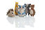 Hunter - Jouet Fyn Ours pour Chiens - 20cm Indicateur image numéro 2
