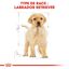 Royal Canin - Croquettes Labrador Junior pour Chiot - 12Kg Indicateur image numéro 6
