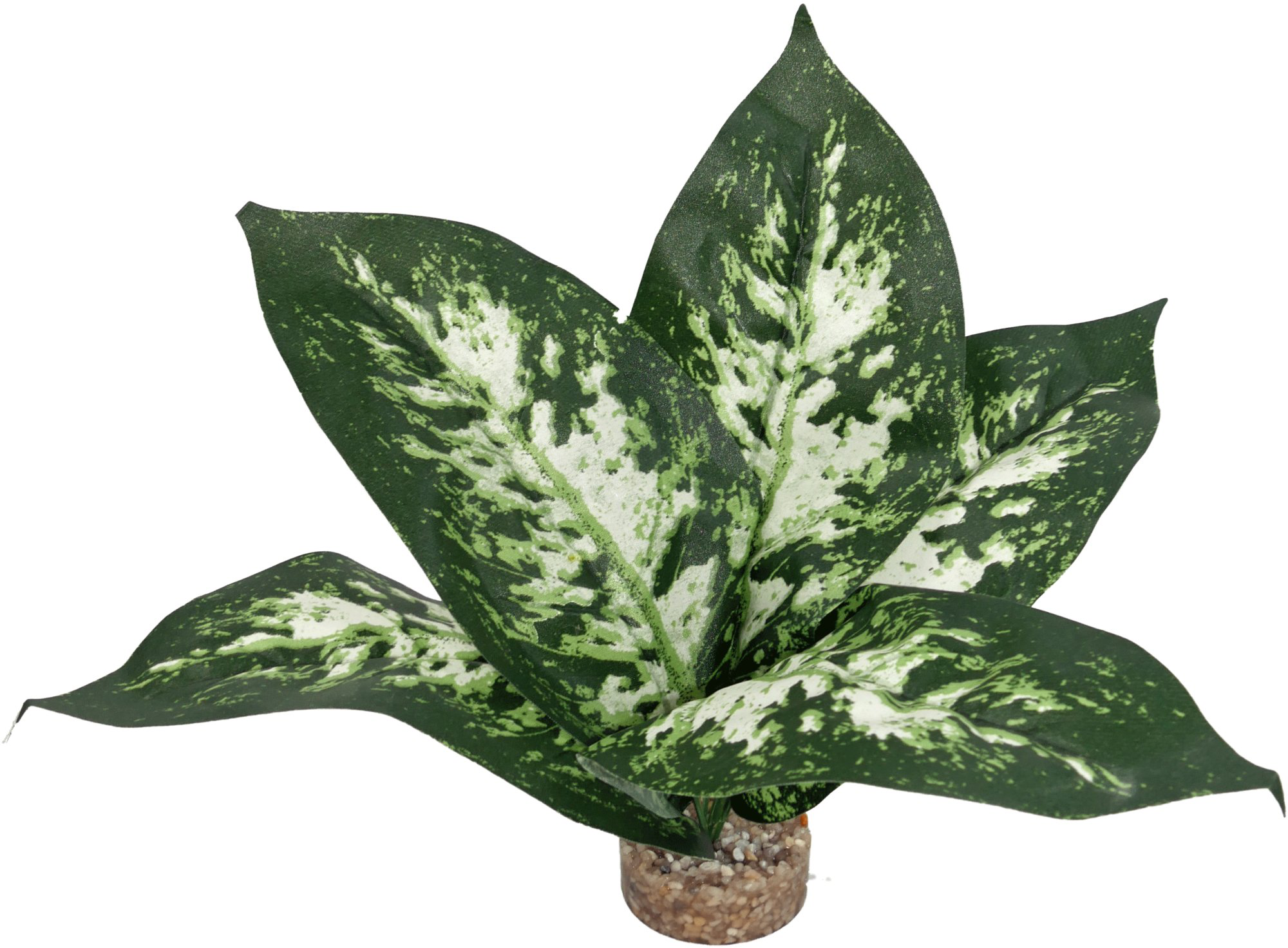 Labeo - Plante Verte D&eacute;corative pour Terrarium - PM Image num&eacute;ro 1