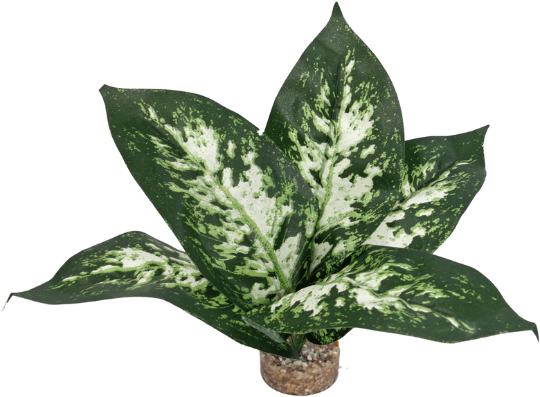 Labeo - Plante Verte Décorative pour Terrarium - PM Image numéro 1 Labeo - Plante Verte Décorative pour Terrarium - PM Image numéro 1